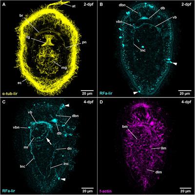 Diversity in the Development of the Neuromuscular System of Nemertean Larvae (Nemertea, Spiralia)